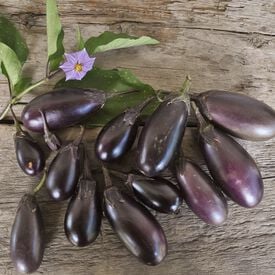 Patio Baby, (F1) Eggplant Seeds